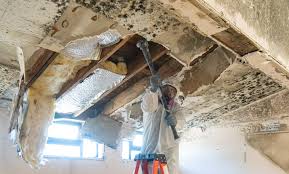 Why You Should Choose Our Mold Remediation Services in Ara, AL